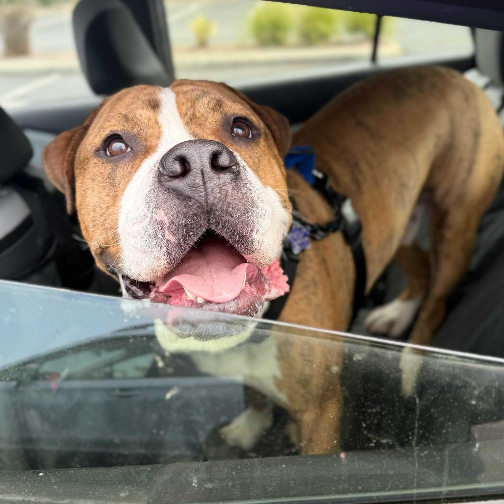 Enlarge Hank, a Adoptable Mixed Breed in San Francisco, CA image 2/6