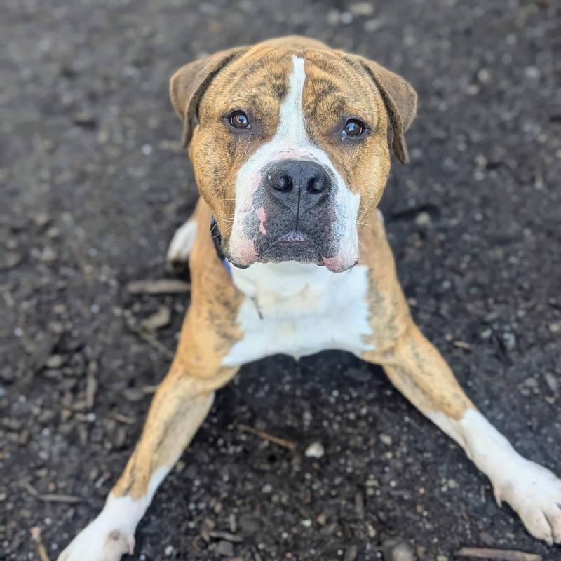 Enlarge Hank, a Adoptable Mixed Breed in San Francisco, CA image 3/6