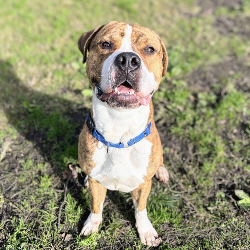 Enlarge Hank, a Adoptable Mixed Breed in San Francisco, CA image 4/6