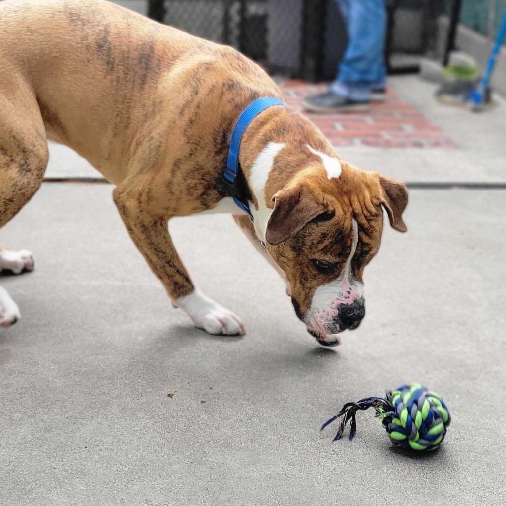 Enlarge Hank, a Adoptable Mixed Breed in San Francisco, CA image 5/6