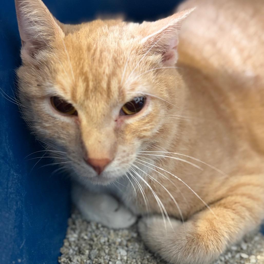 SnickerWhirl, Adoptable, Young Male Domestic Short Hair.