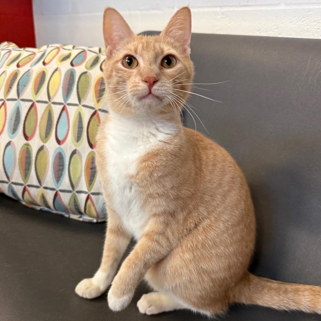 Enlarge SnickerWhirl, a Adoptable Domestic Short Hair in Sarasota, FL image 2/6