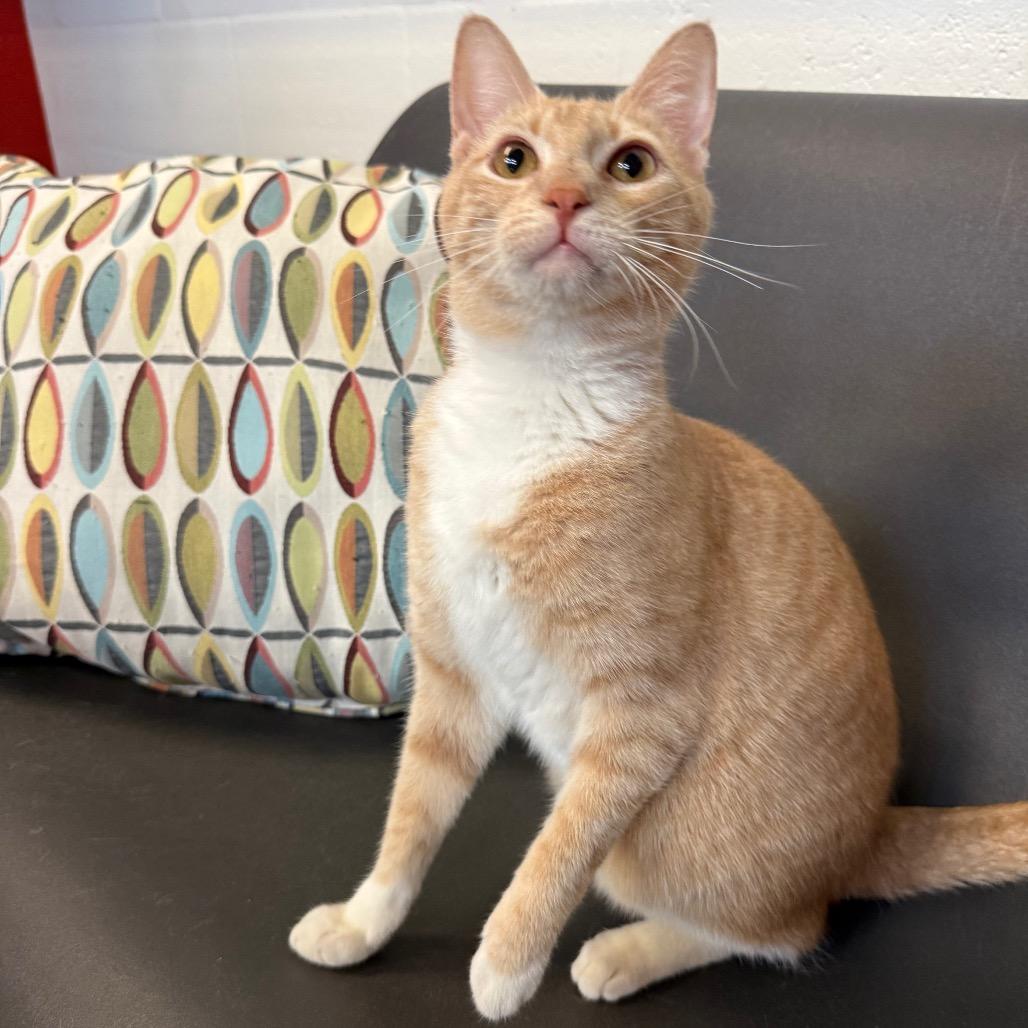 Enlarge SnickerWhirl, a Adoptable Domestic Short Hair in Sarasota, FL image 3/6