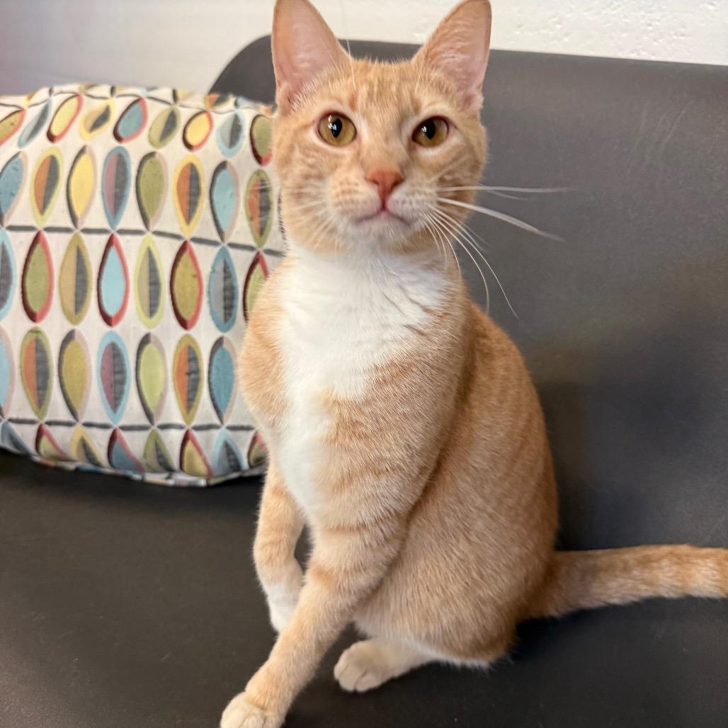 Enlarge SnickerWhirl, a Adoptable Domestic Short Hair in Sarasota, FL image 4/6