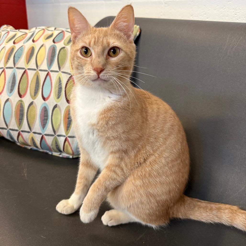 Enlarge SnickerWhirl, a Adoptable Domestic Short Hair in Sarasota, FL image 5/6
