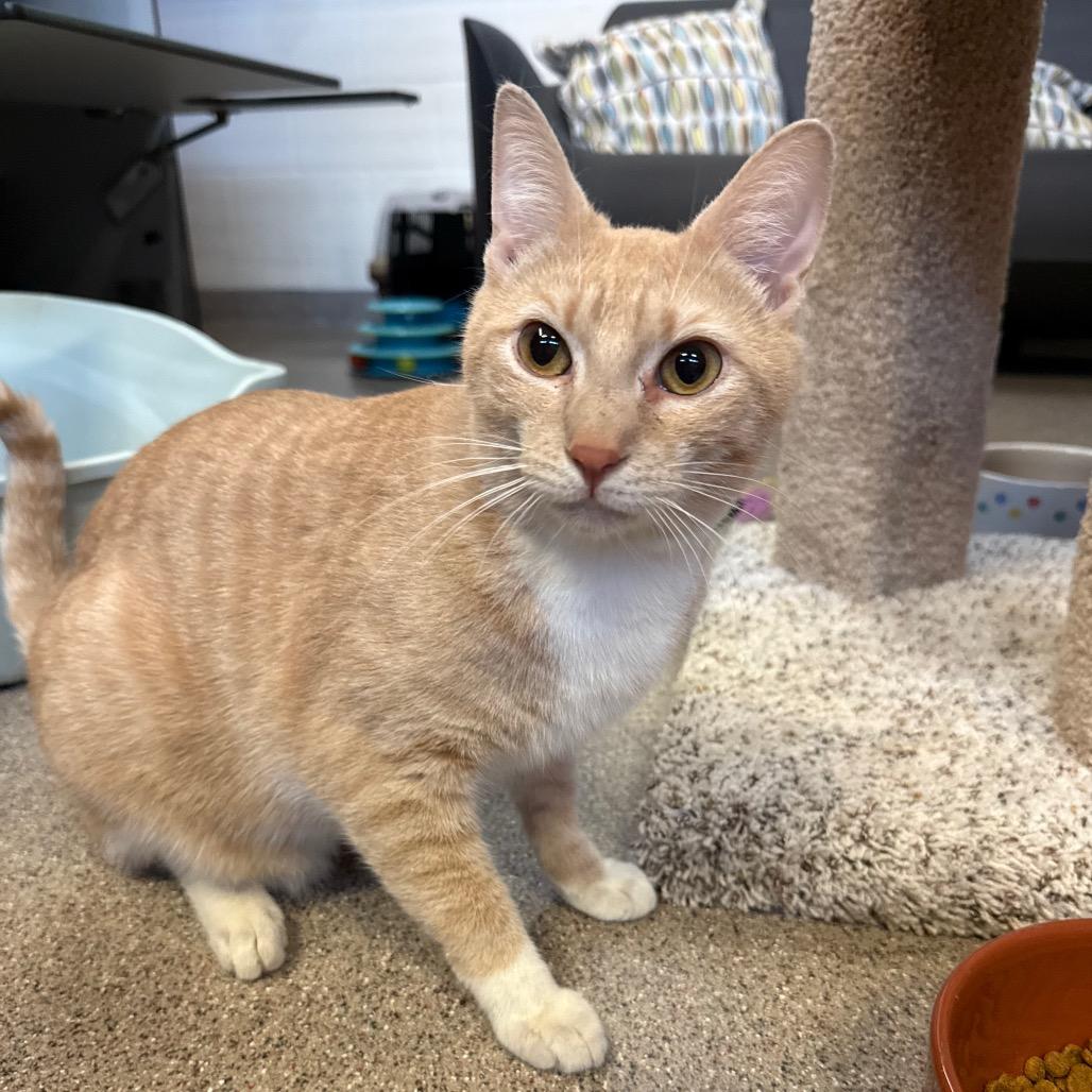 Enlarge SnickerWhirl, a Adoptable Domestic Short Hair in Sarasota, FL image 6/6