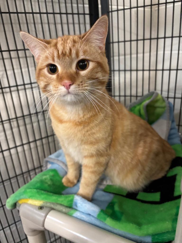 Enlarge Elvis, a Adoptable mixed breed in Gillette, WY image 1/1