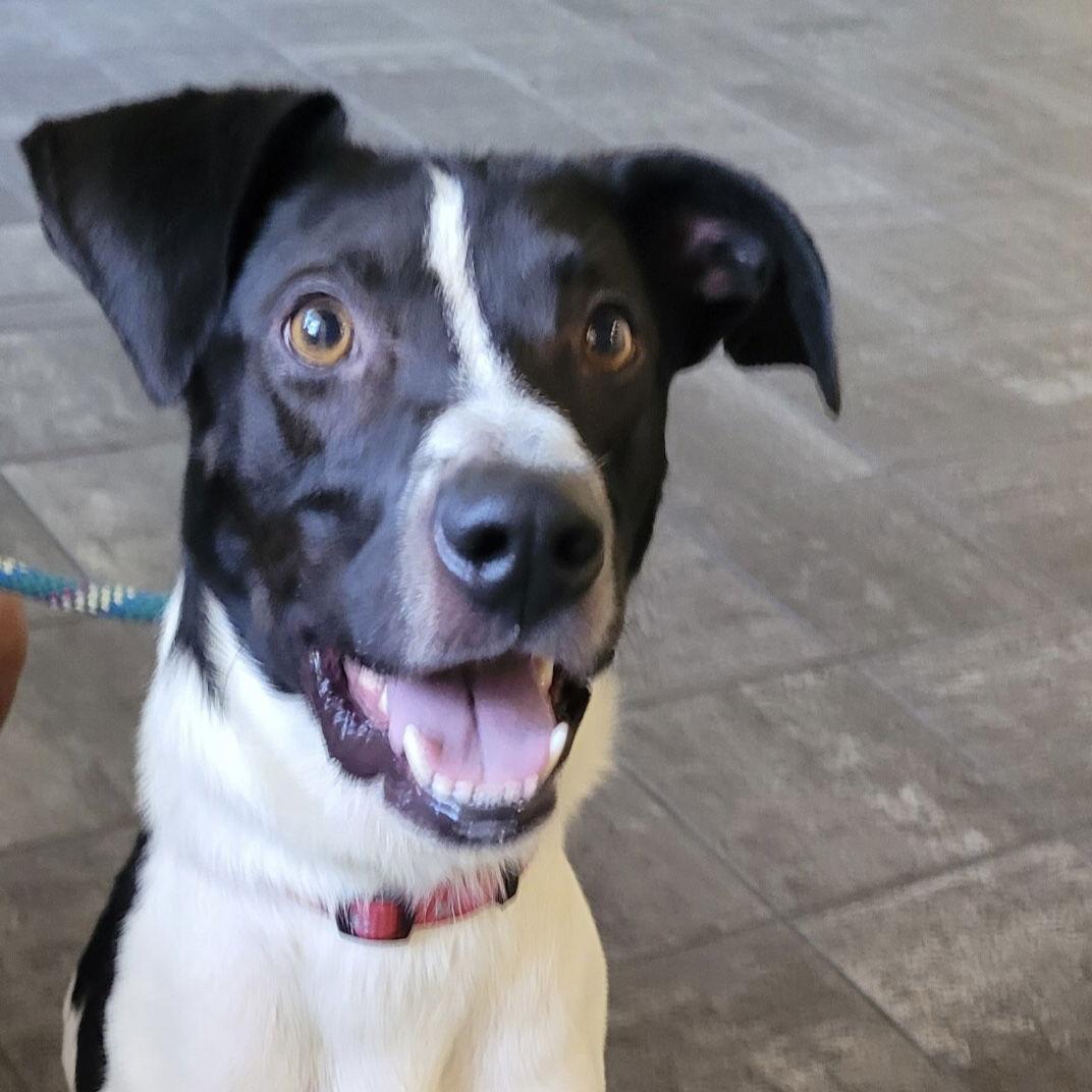 Chester 2 *Adopt or Foster*, a Adoptable Hound in Fairfax, VA image 1/3