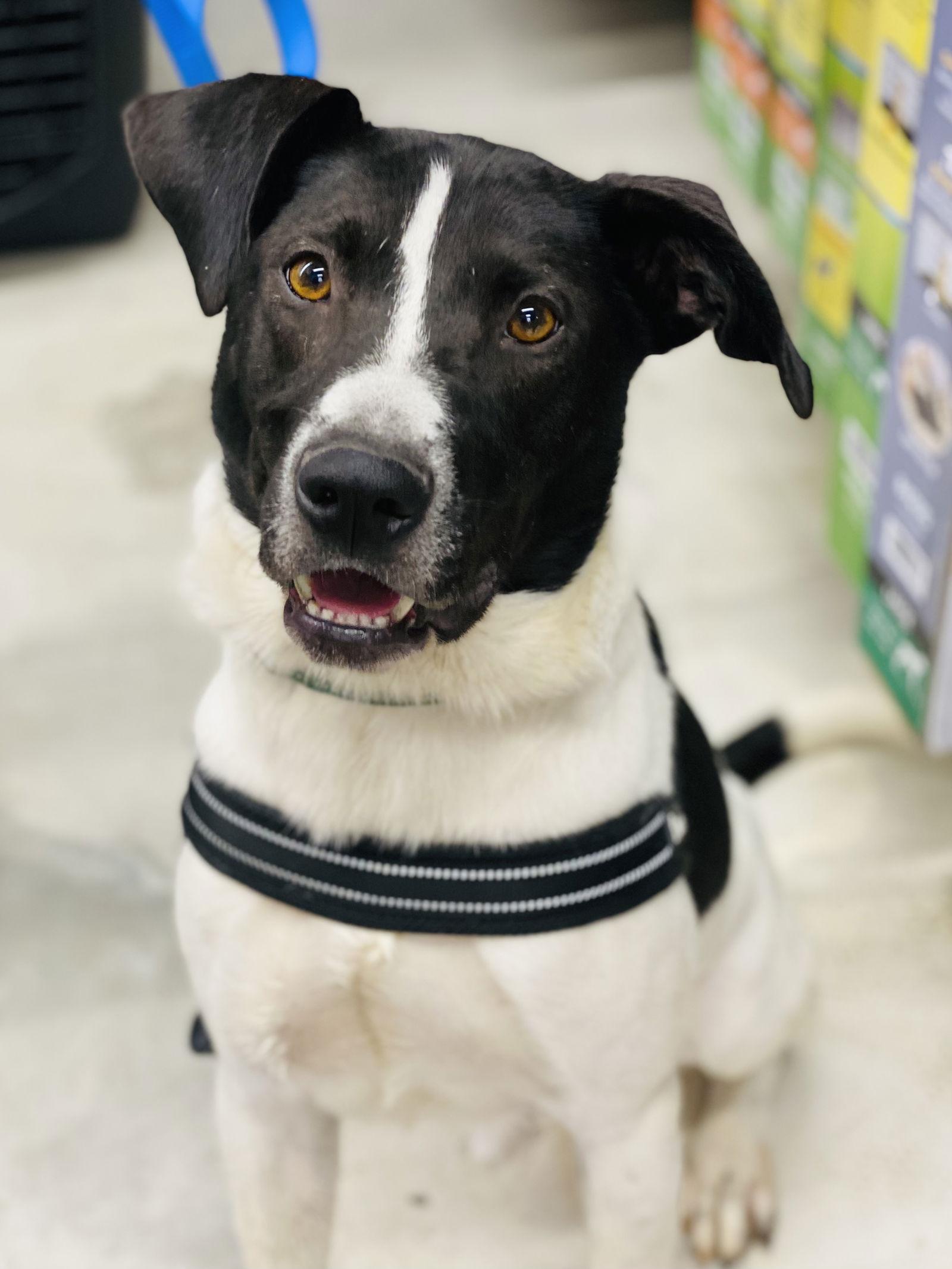 Chester 2 *Adopt or Foster*, a Adoptable Hound in Fairfax, VA image 3/3