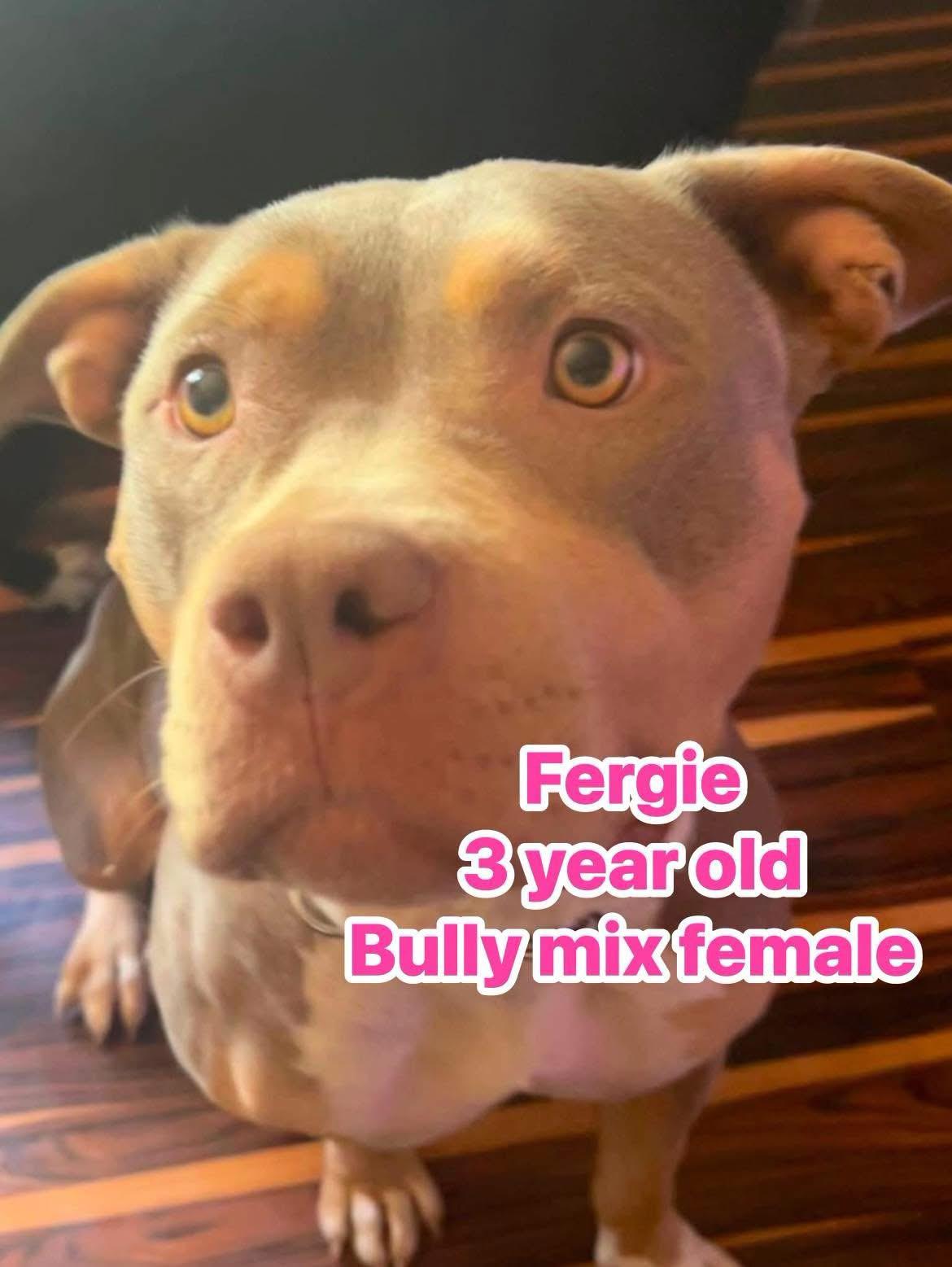 Fergie, ADOPTABLE, Adult Female Pit Bull Terrier.