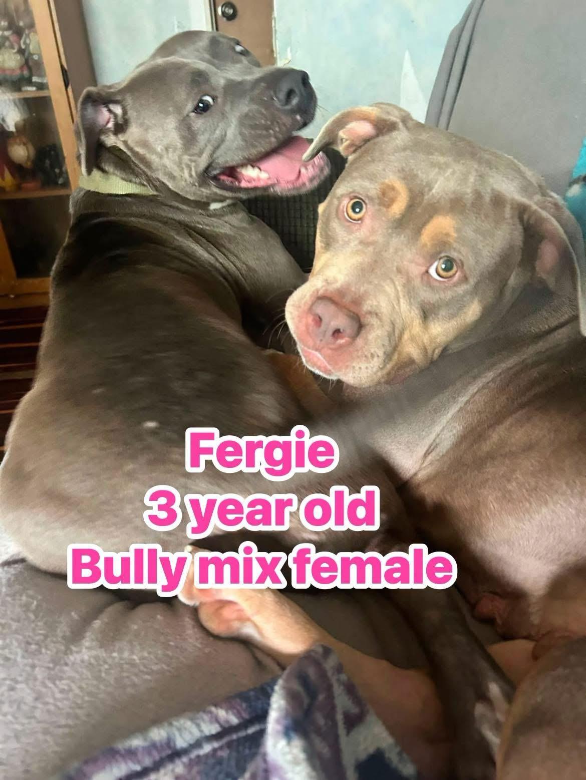 Enlarge Fergie, a ADOPTABLE mixed breed in Eugene, OR image 4/4