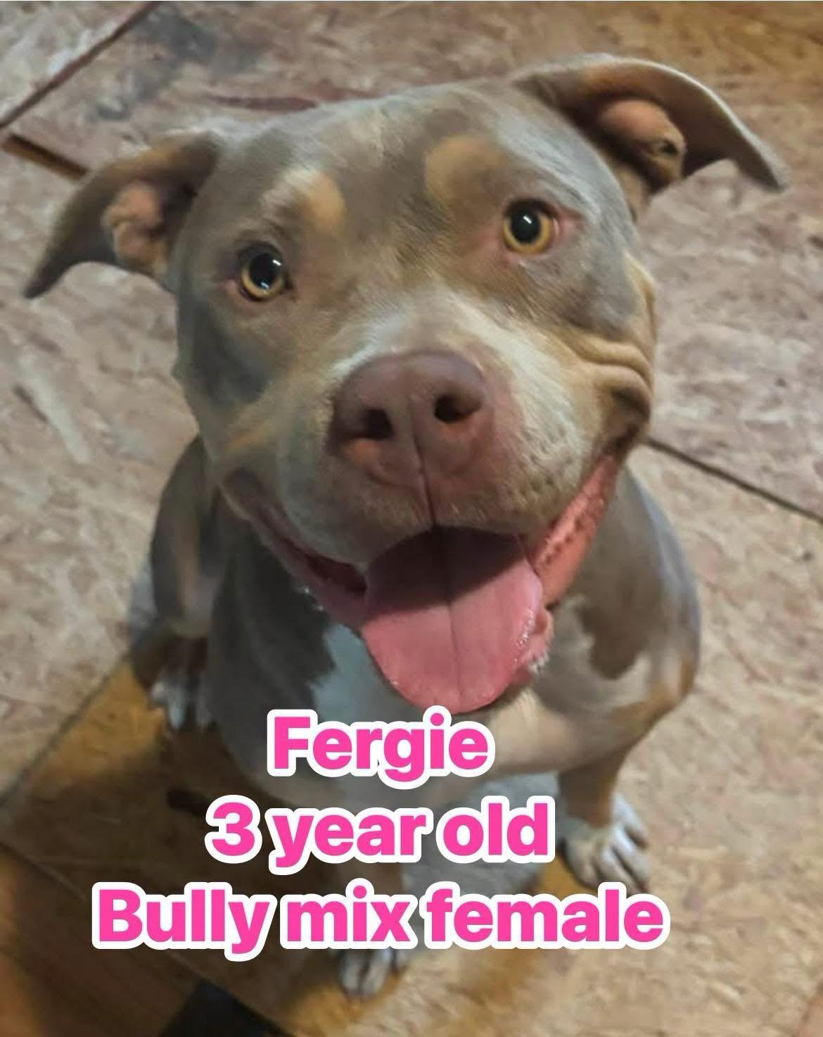 Enlarge Fergie, a ADOPTABLE mixed breed in Eugene, OR image 3/4
