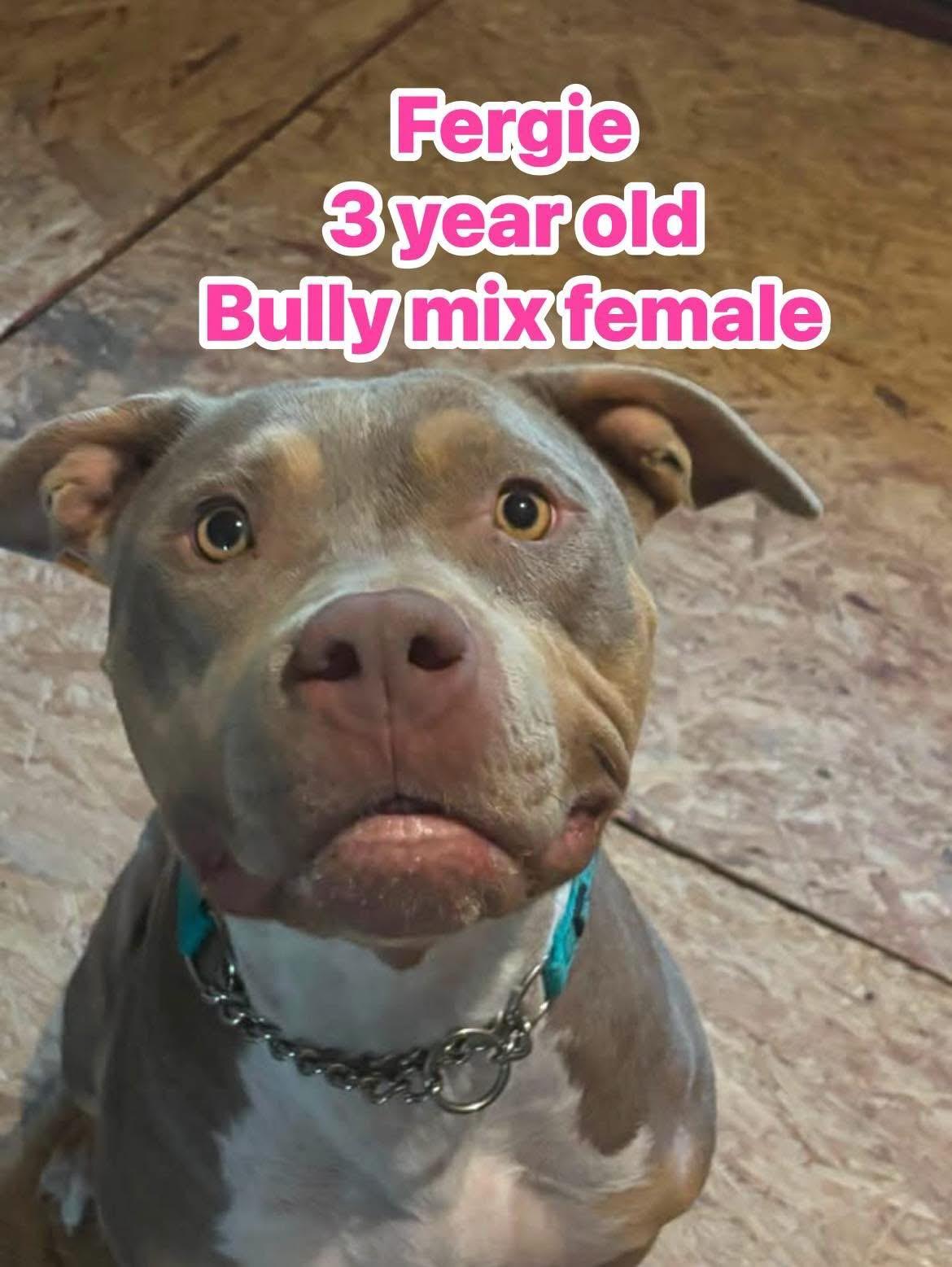 Enlarge Fergie, a ADOPTABLE mixed breed in Eugene, OR image 2/4