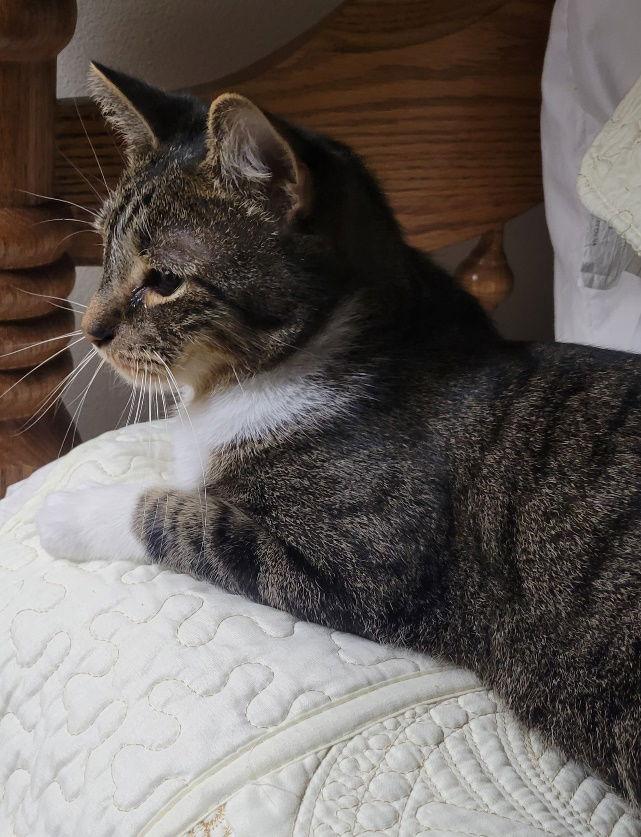 Jonah, Adoptable, Young Male Domestic Short Hair.