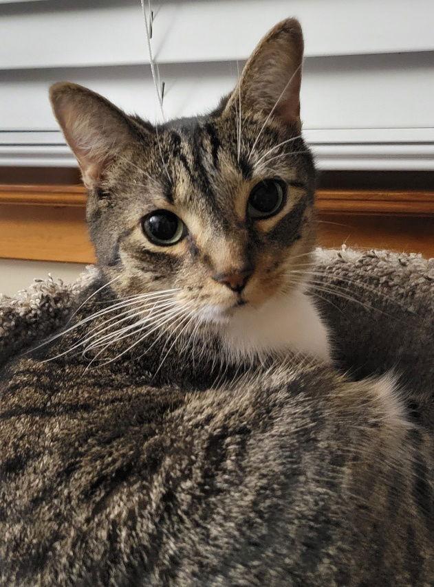 Enlarge Jonah, a Adoptable Domestic Short Hair image 2/3