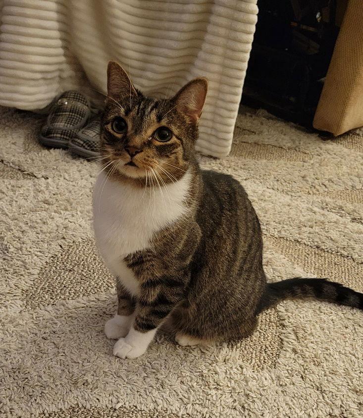 Enlarge Jonah, a Adoptable Domestic Short Hair image 3/3