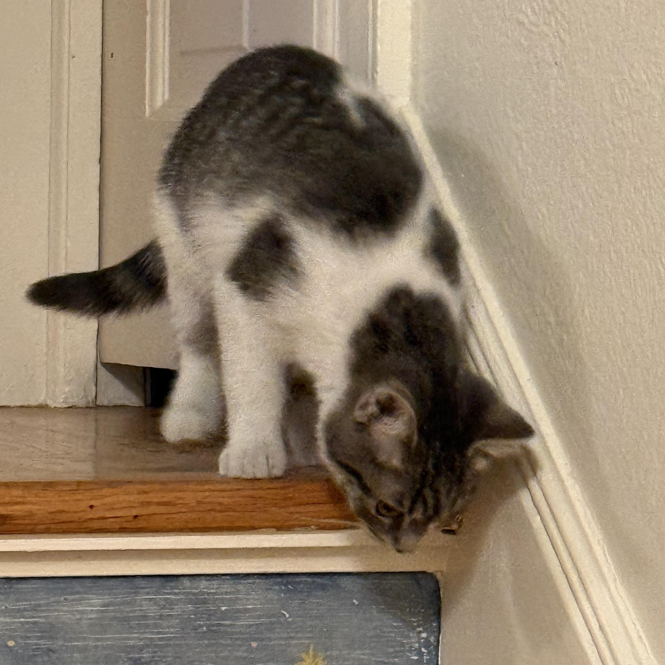 Bianca, ADOPTABLE, Kitten Female Domestic Short Hair.