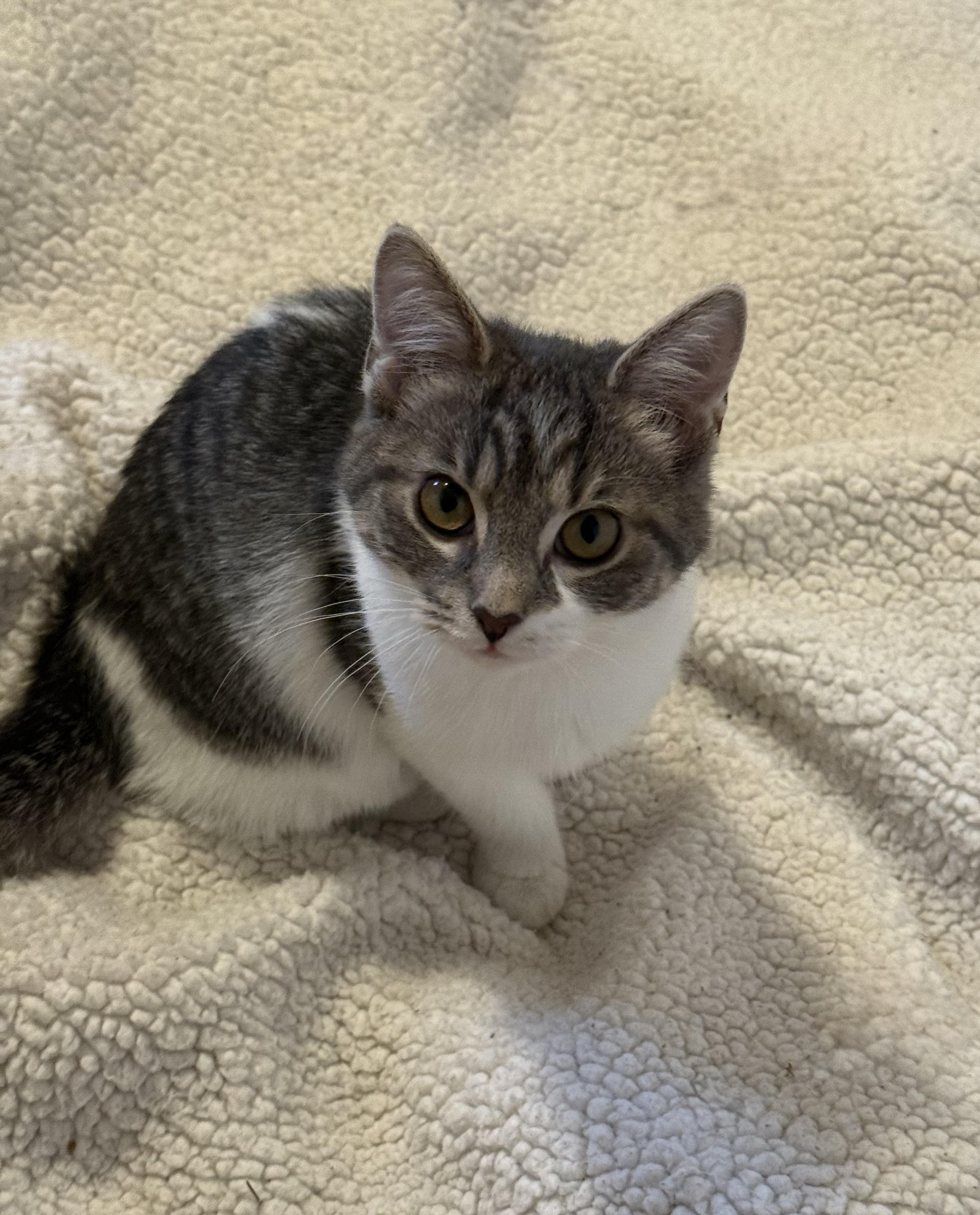 Bianca, ADOPTABLE, Kitten Female Domestic Short Hair.