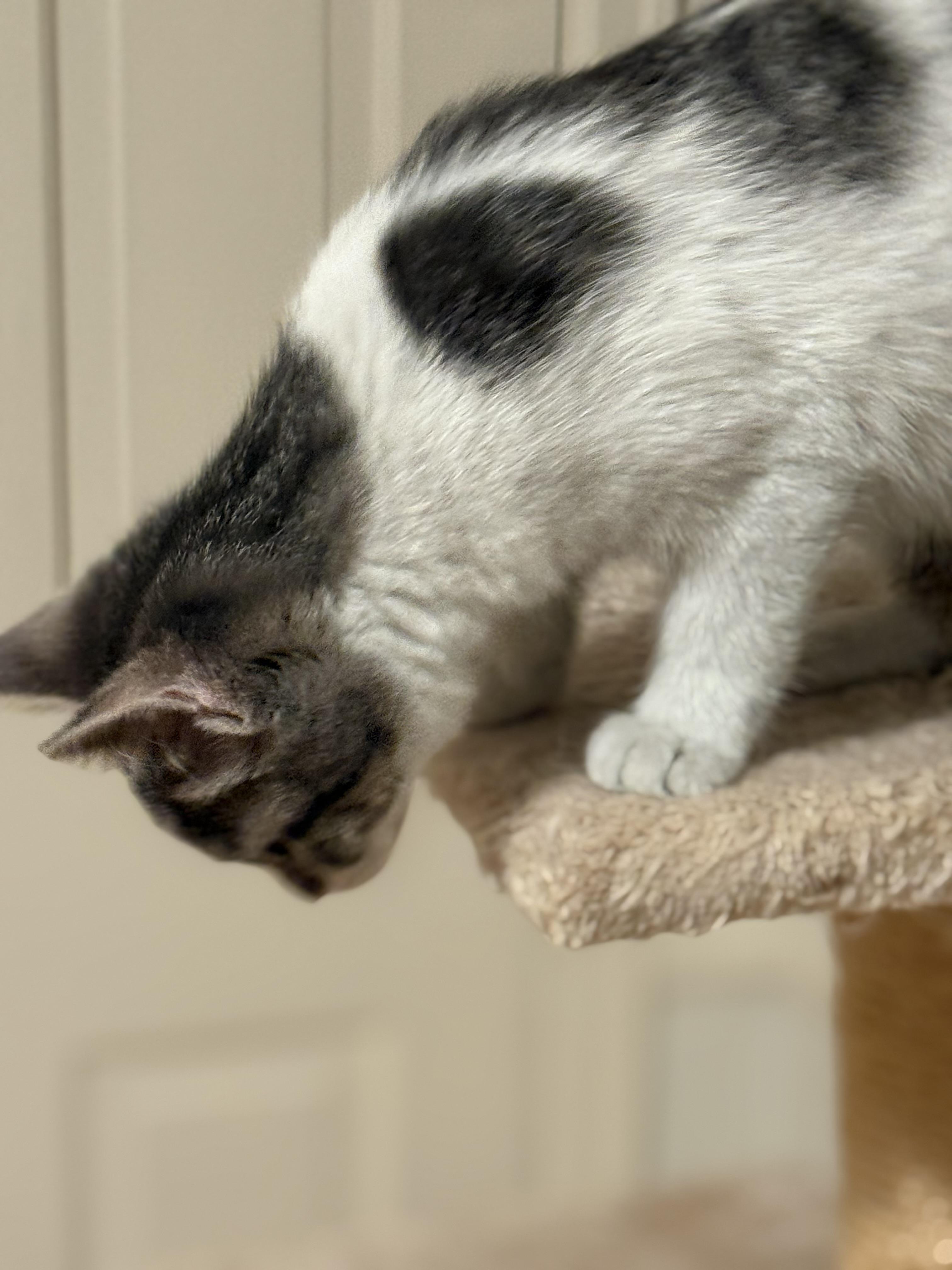 Bianca, a ADOPTABLE Domestic Short Hair in Minneapolis, MN image 2/5