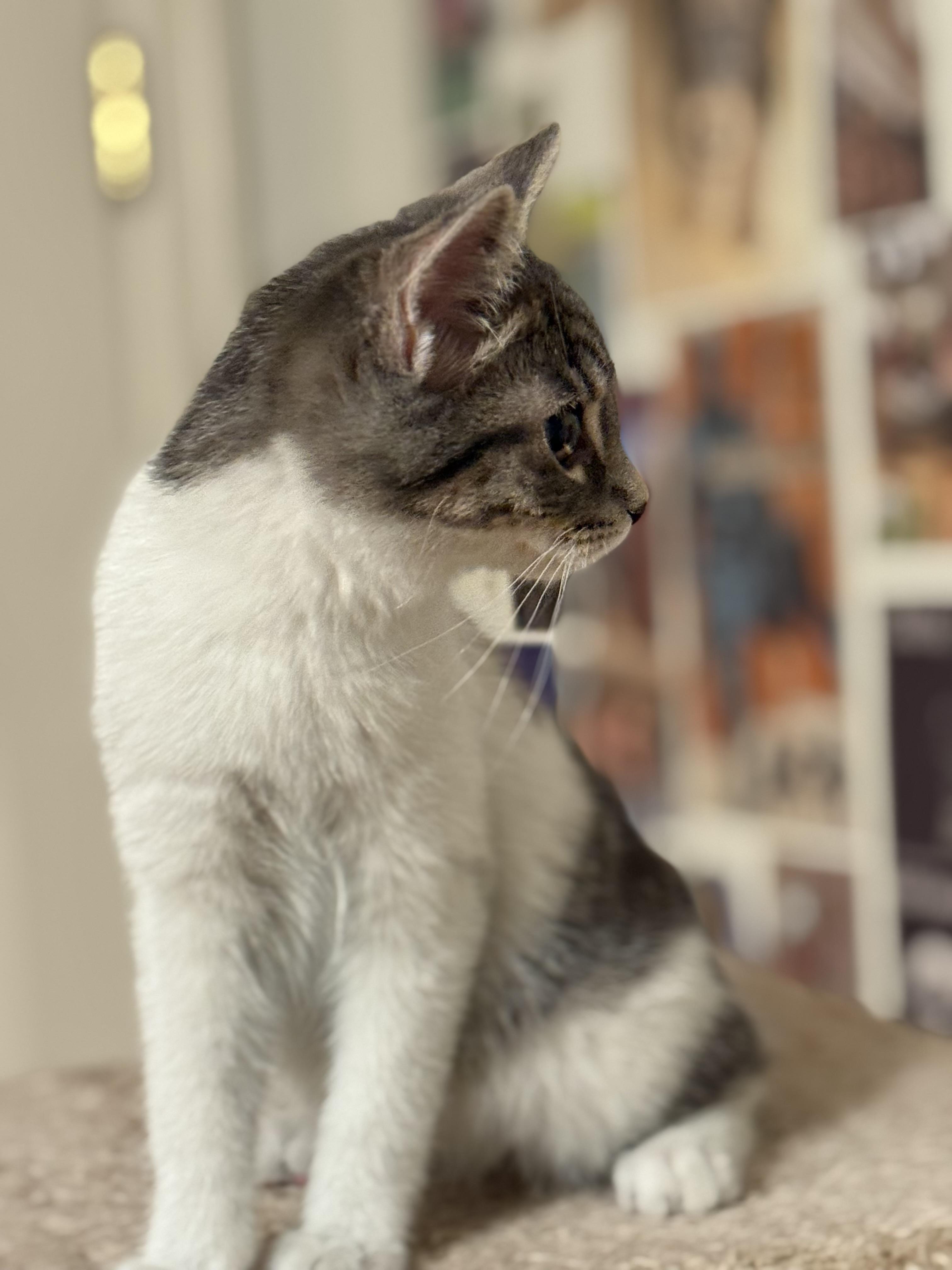 Bianca, a ADOPTABLE Domestic Short Hair in Minneapolis, MN image 3/5