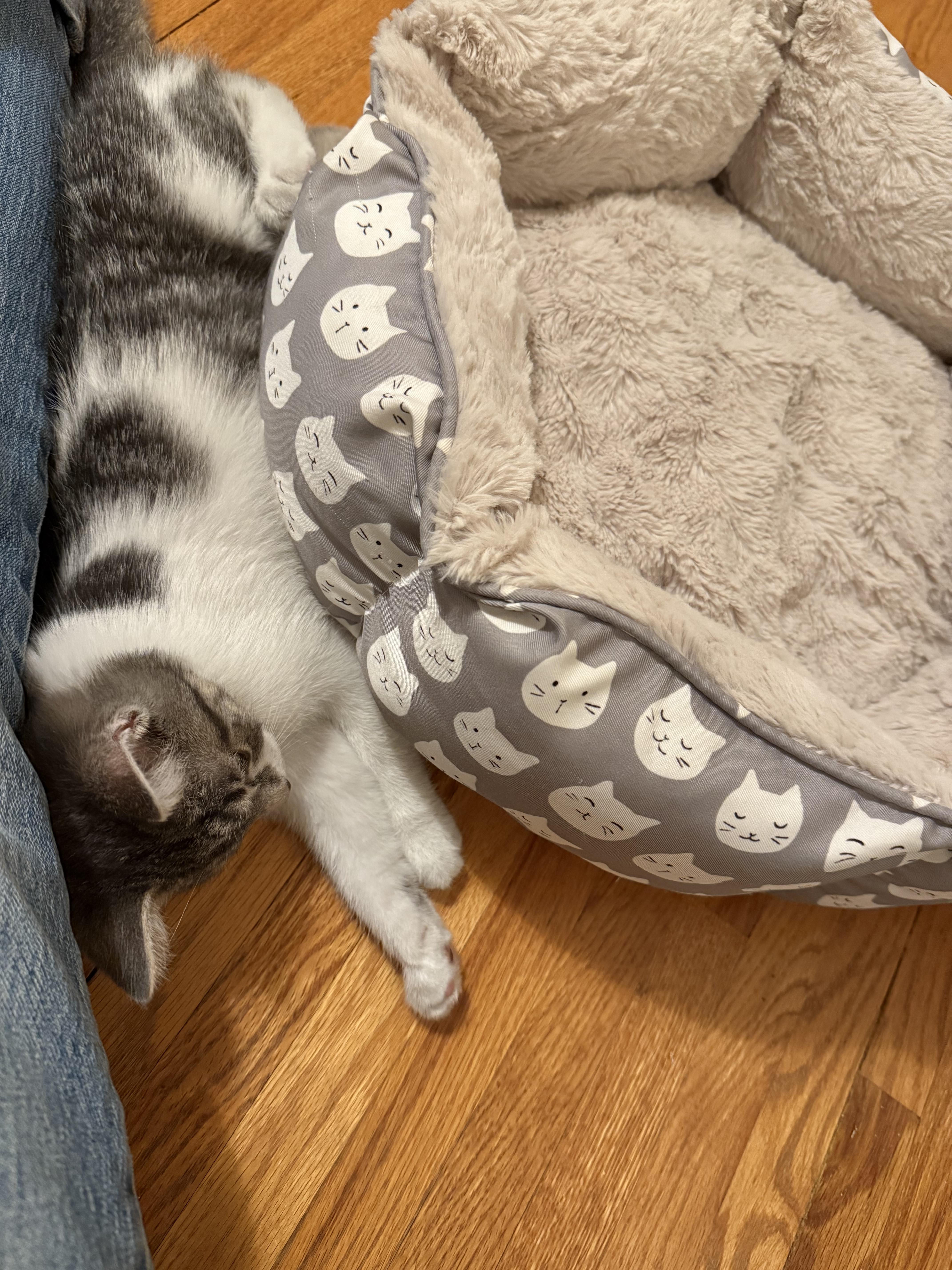 Bianca, a ADOPTABLE Domestic Short Hair in Minneapolis, MN image 4/5