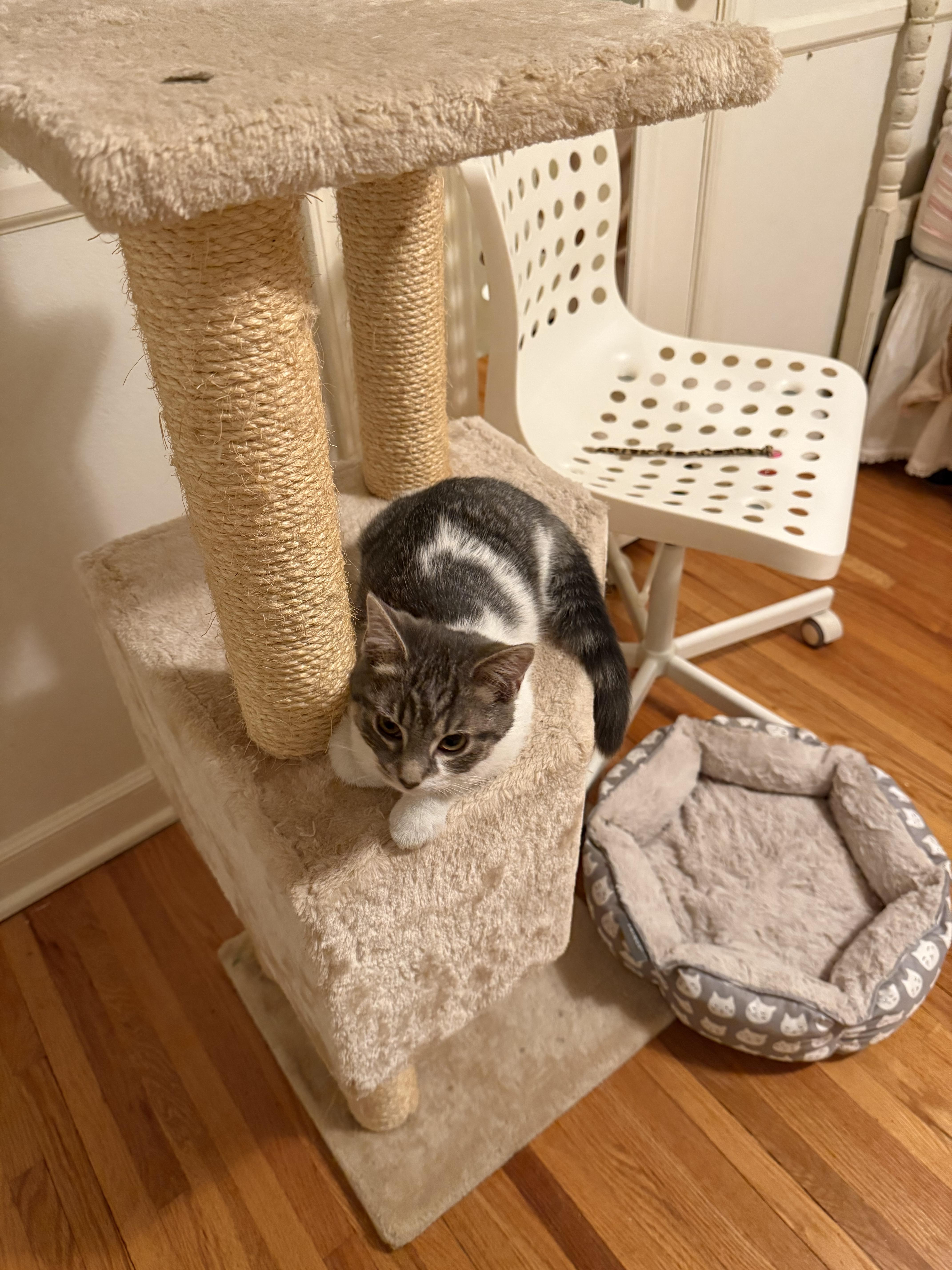 Bianca, a ADOPTABLE Domestic Short Hair in Minneapolis, MN image 5/5