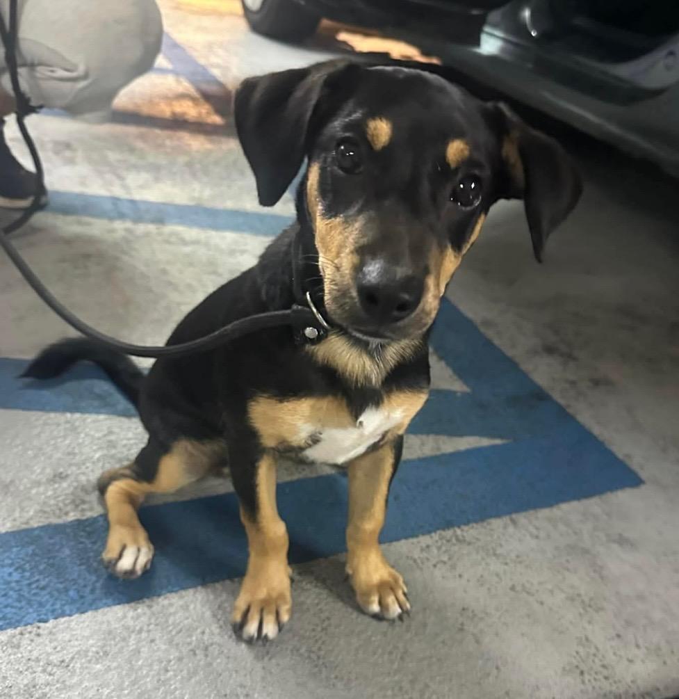 Tiny Tim  The thumbnail 2