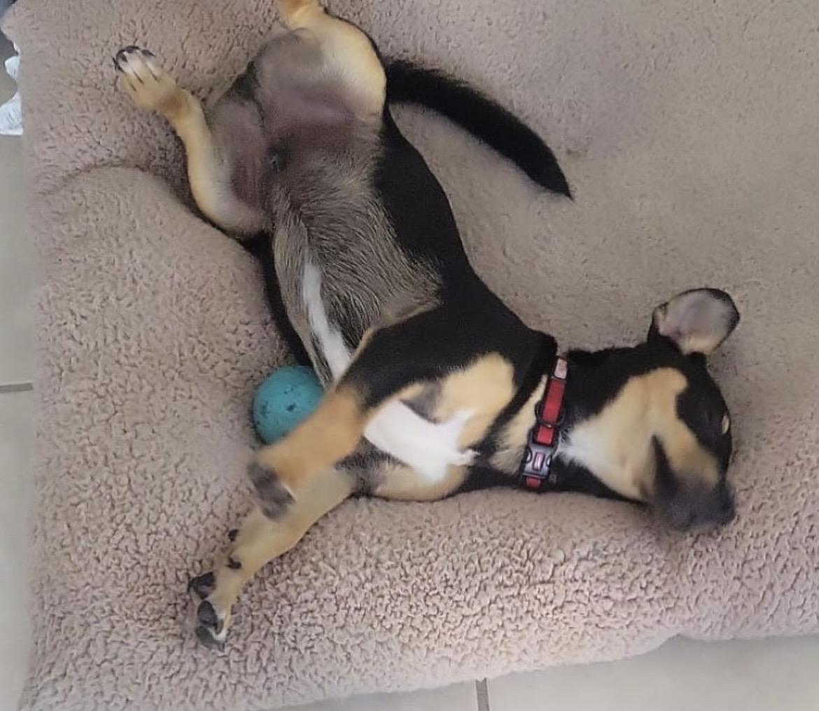 Tiny Tim  The thumbnail 3