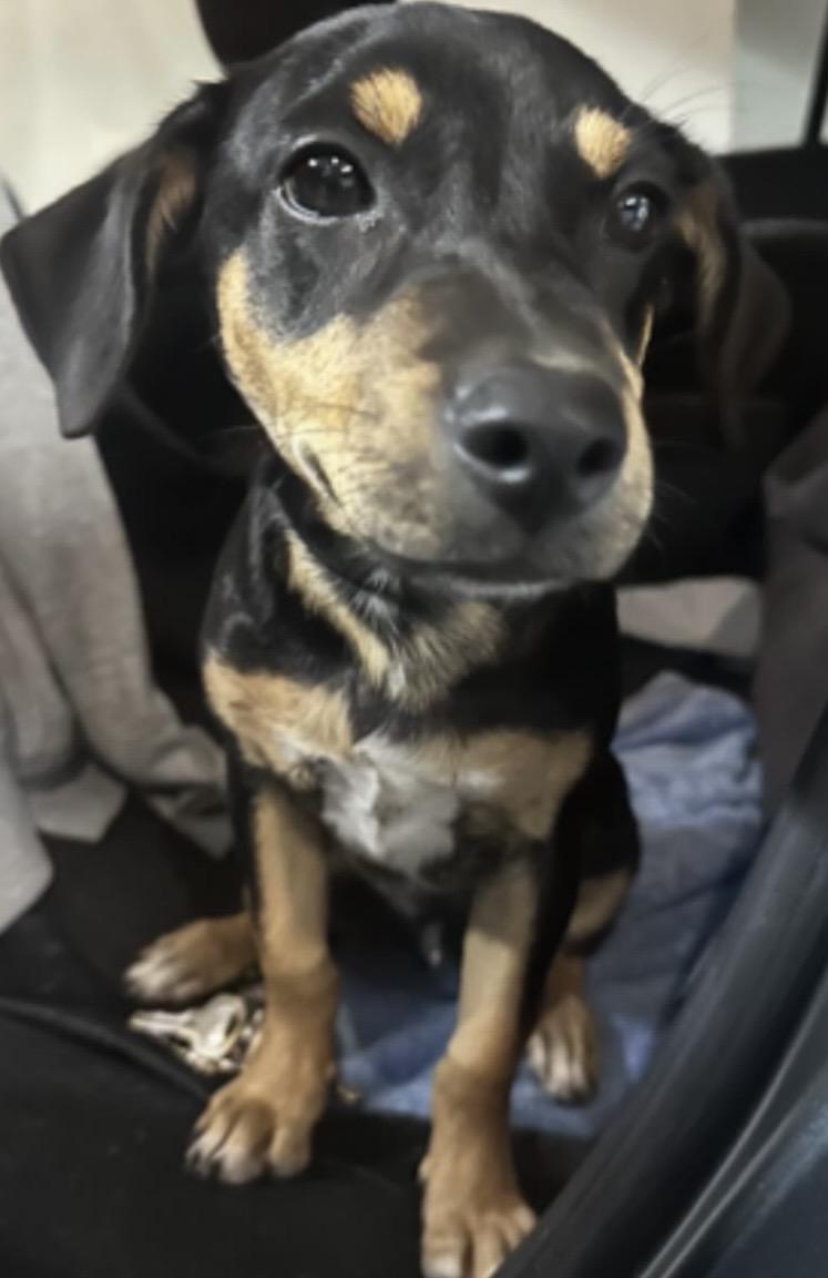 Tiny Tim  The thumbnail 4