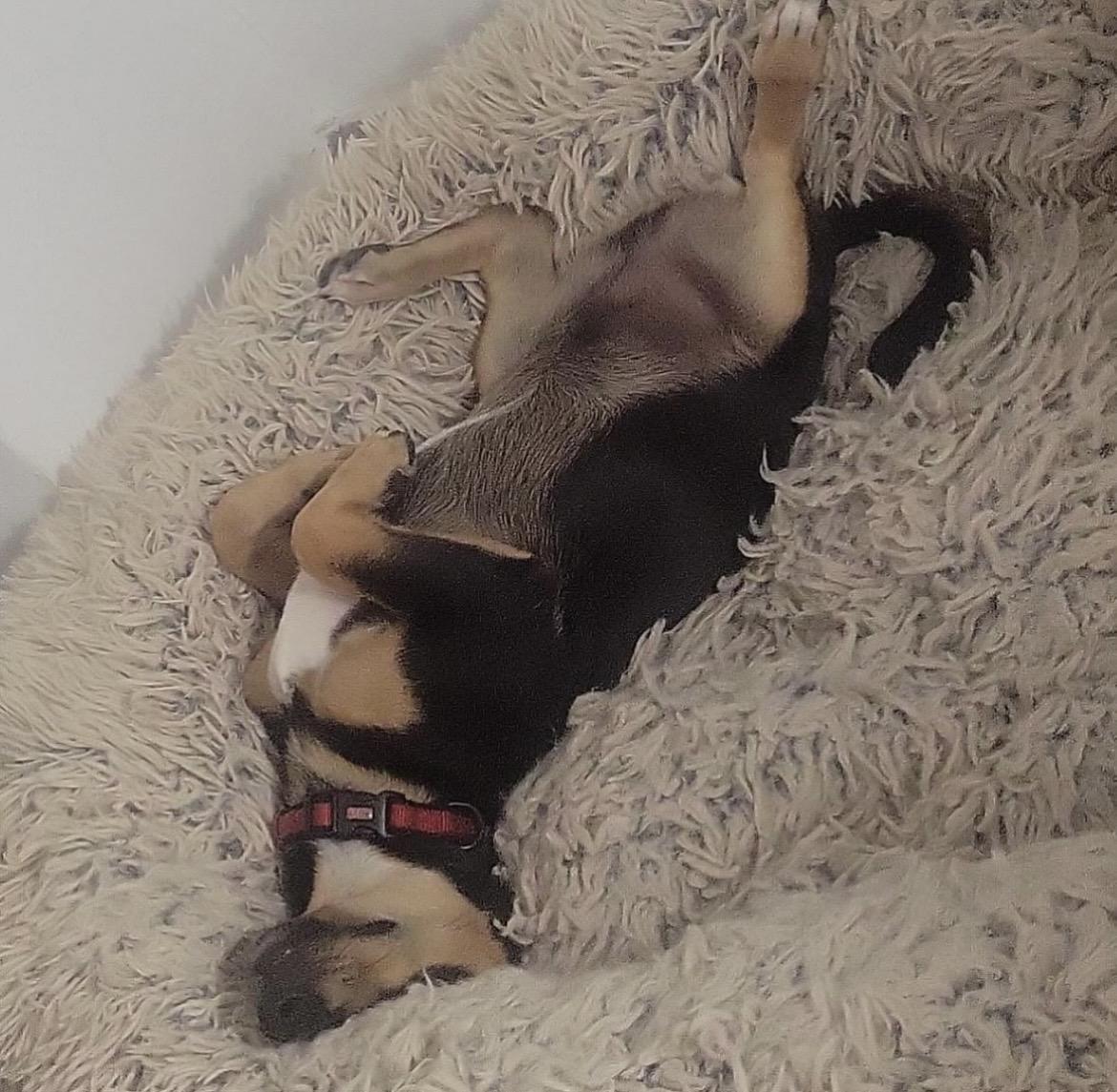 Tiny Tim  The thumbnail 5