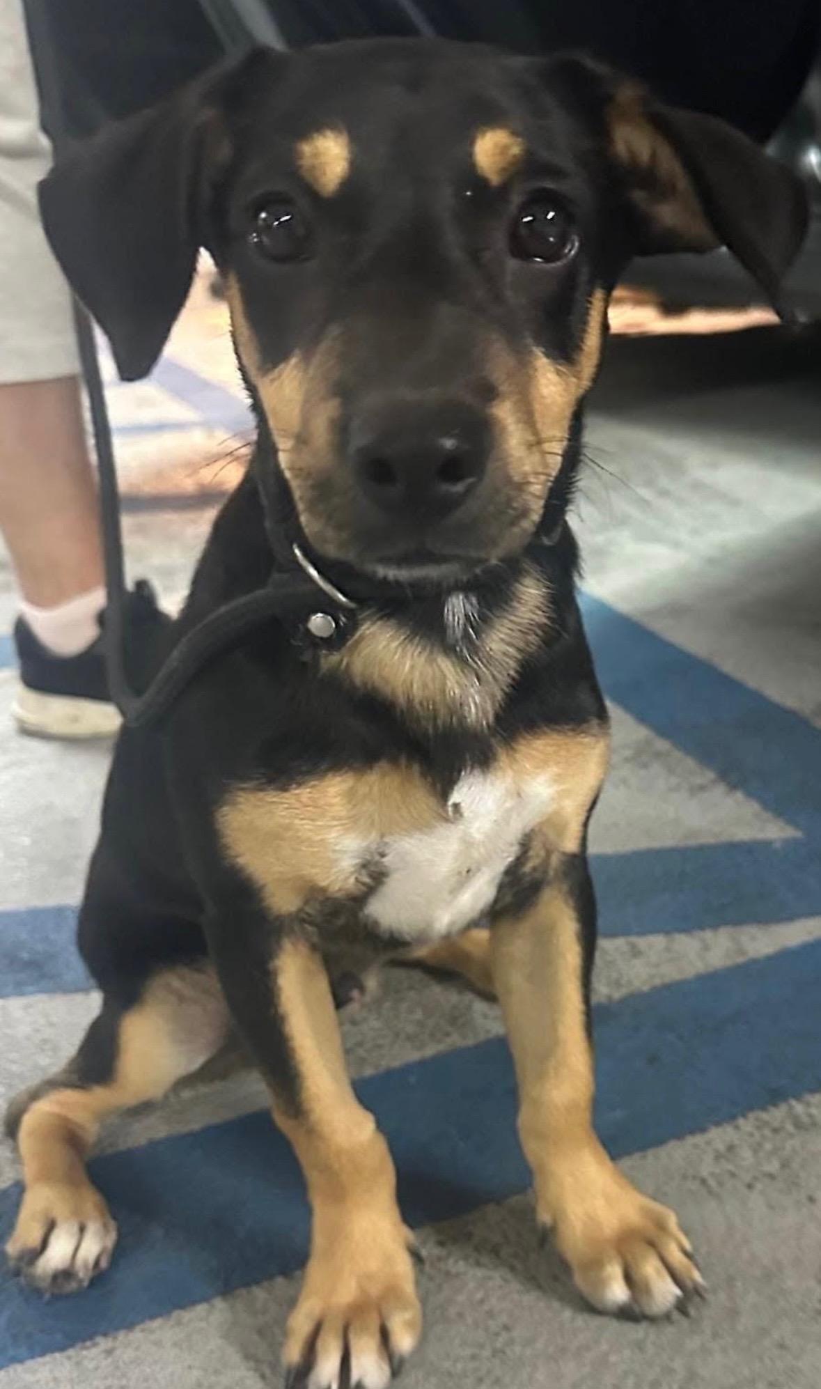 Tiny Tim  The thumbnail 6