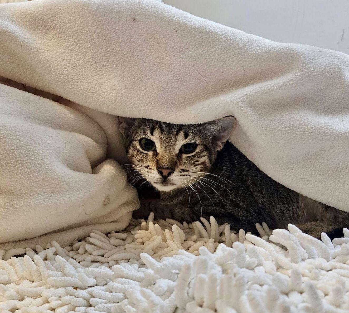 Enlarge Harvest, a Adoptable Domestic Short Hair in Penndel, PA image 2/3