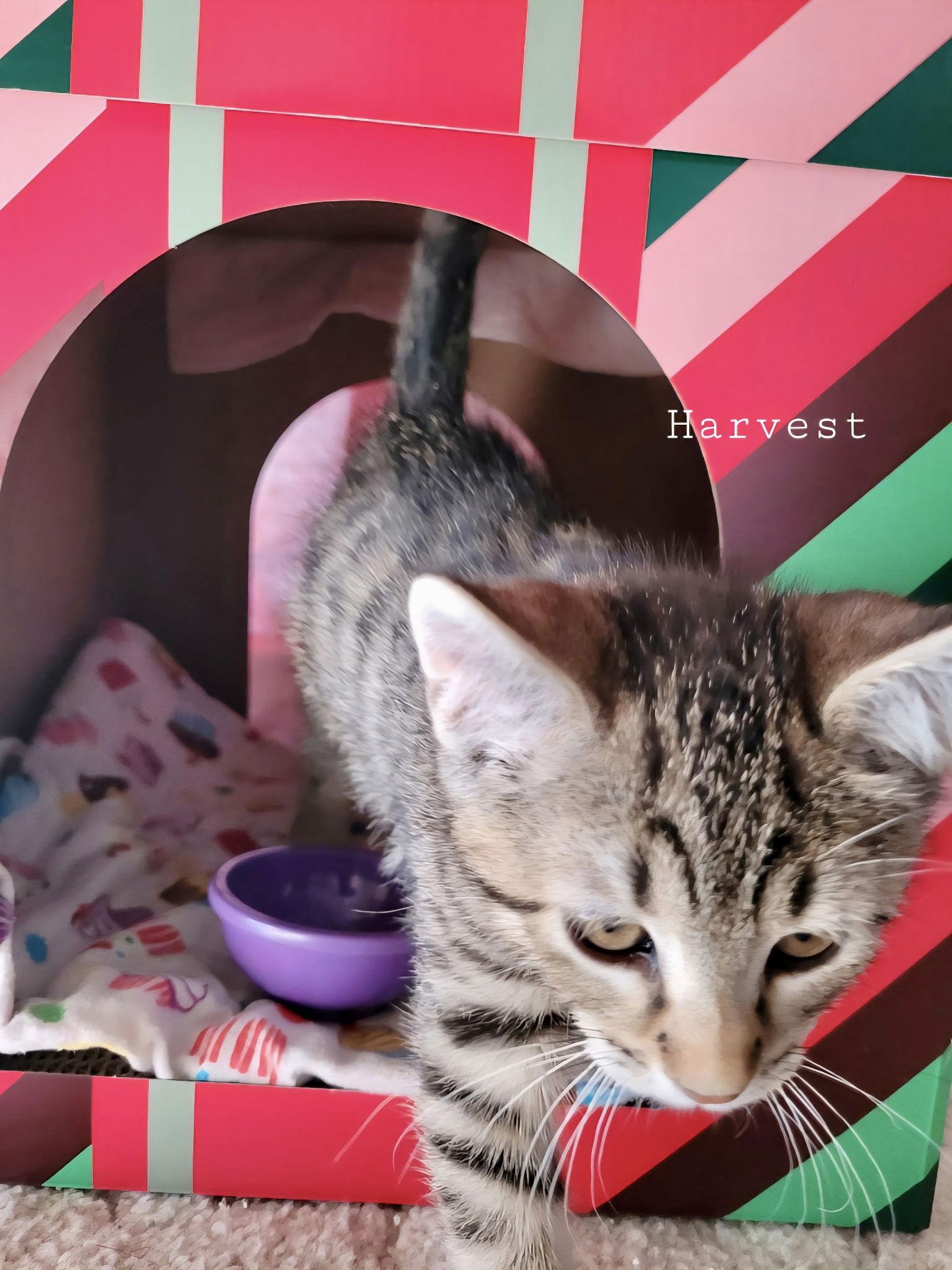 Enlarge Harvest, a Adoptable Domestic Short Hair in Penndel, PA image 3/3
