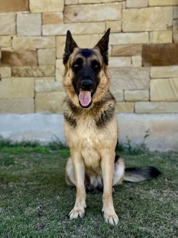 Enlarge Doja, a Adoptable German Shepherd Dog in Helotes, TX image 1/3