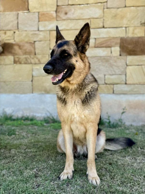 Enlarge Doja, a Adoptable German Shepherd Dog in Helotes, TX image 2/3