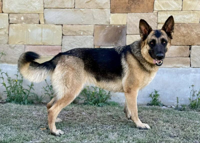 Enlarge Doja, a Adoptable German Shepherd Dog in Helotes, TX image 3/3