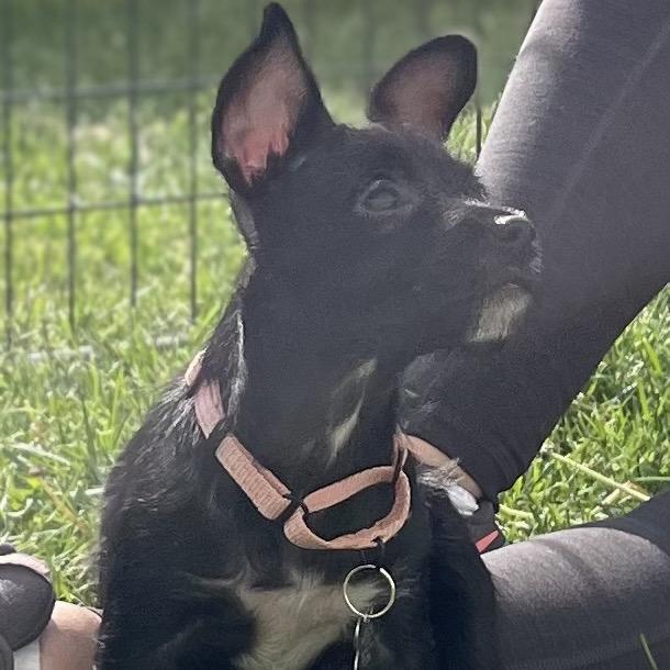 Enlarge Sky, an adopted Terrier in La Grange, KY image 1/5