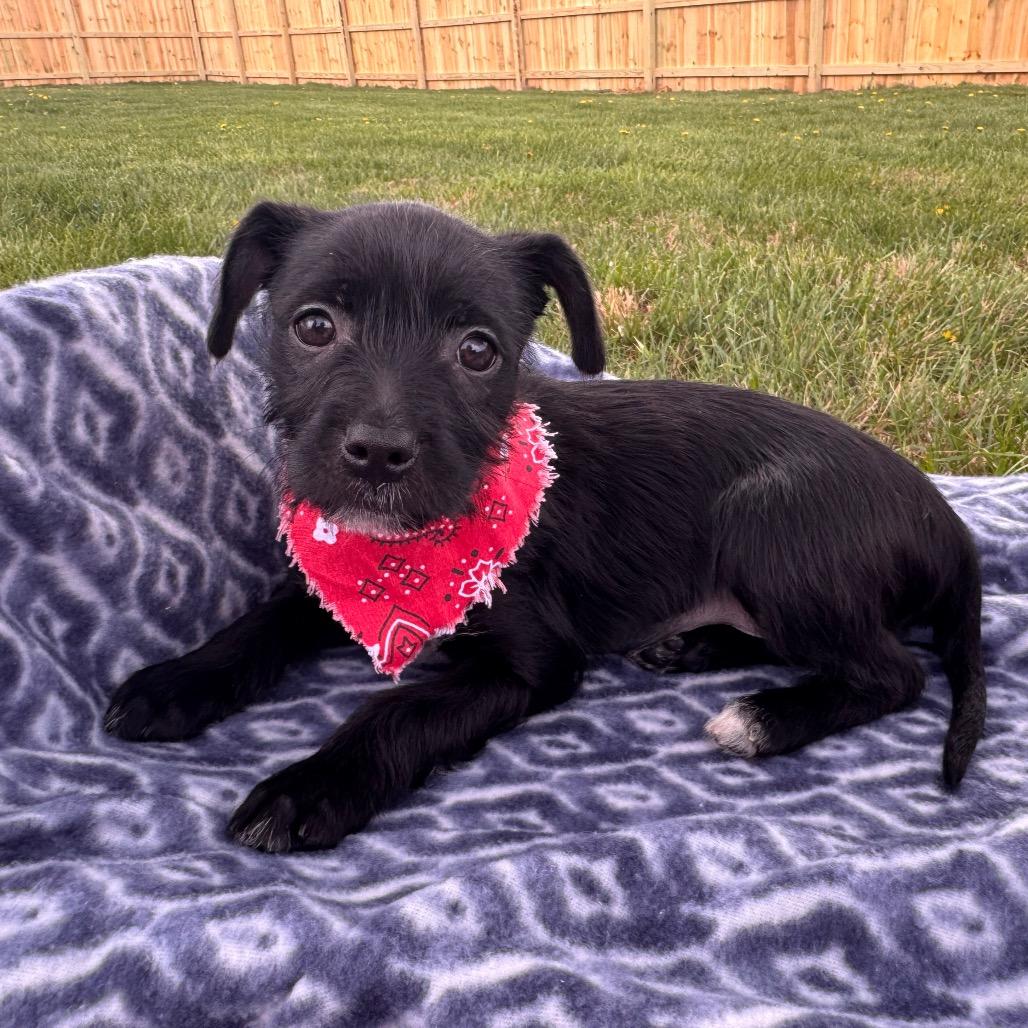 Enlarge Sky, an adopted Terrier in La Grange, KY image 2/5