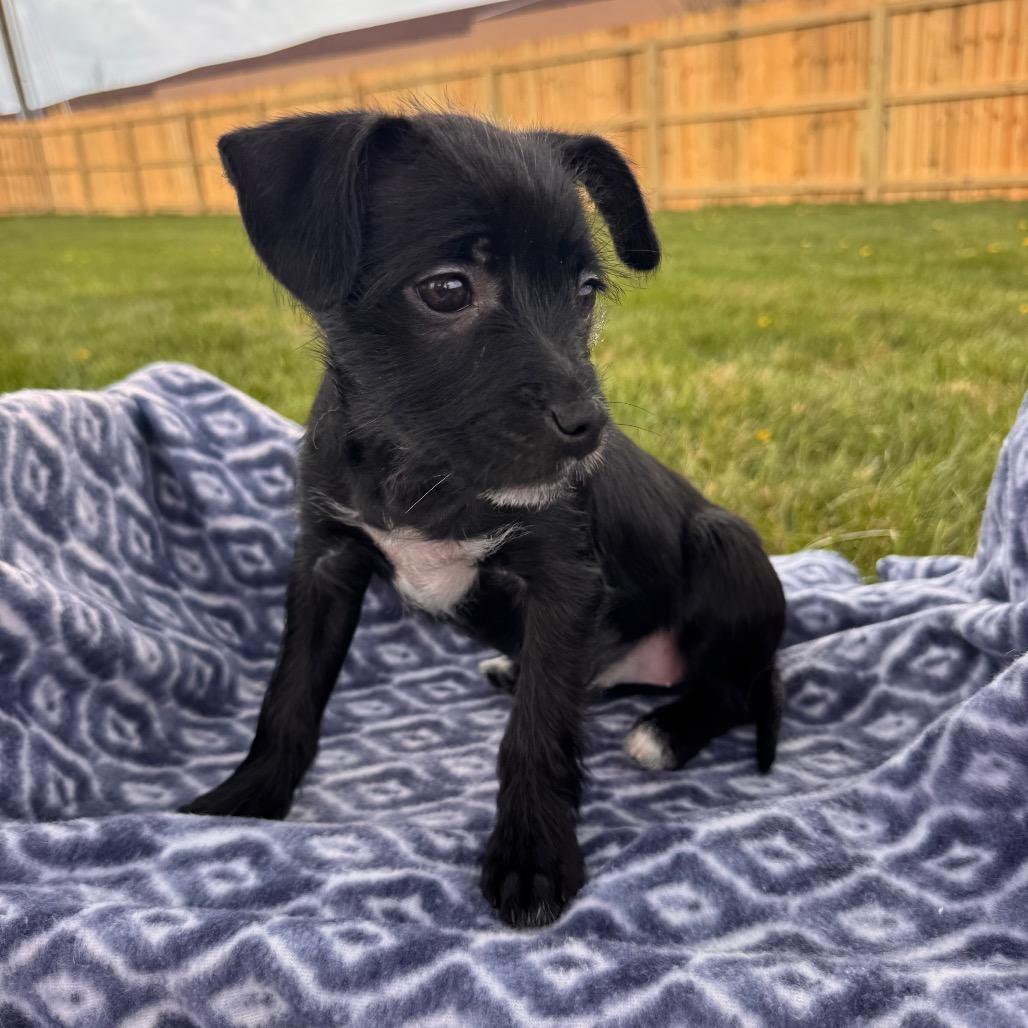 Enlarge Sky, an adopted Terrier in La Grange, KY image 3/5