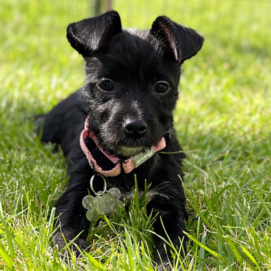 Enlarge Sky, an adopted Terrier in La Grange, KY image 4/5