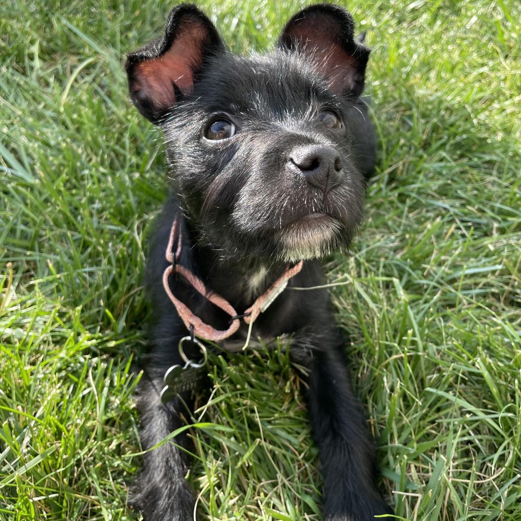 Enlarge Sky, an adopted Terrier in La Grange, KY image 5/5