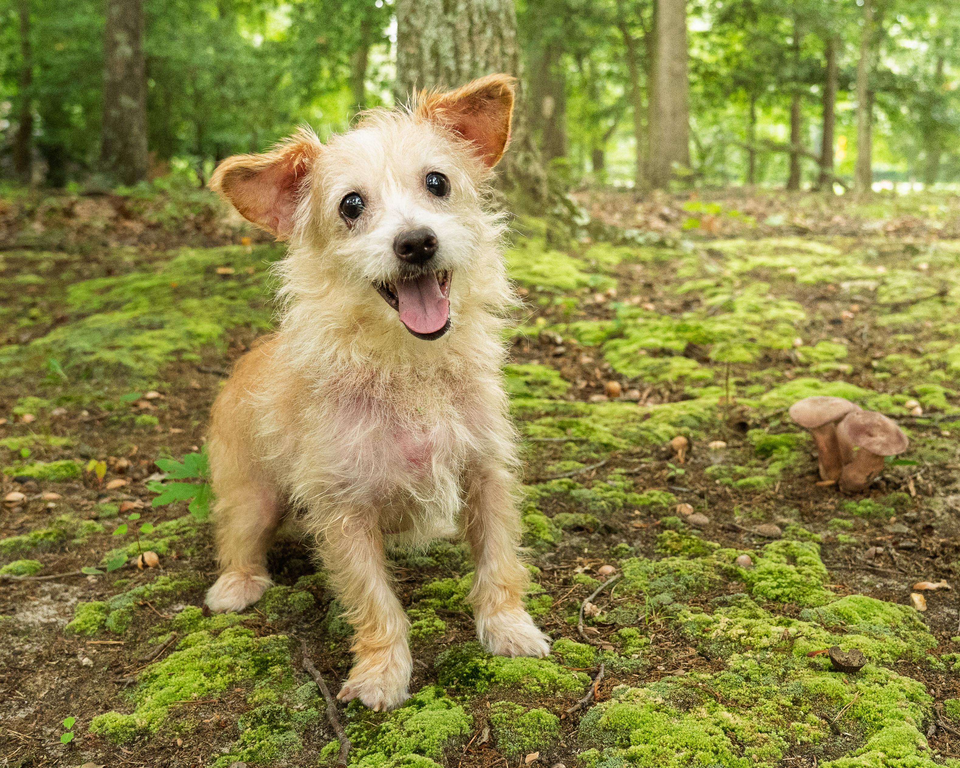 Enlarge Twinkie, a Adoptable mixed breed in Baldwin, MD image 1/2