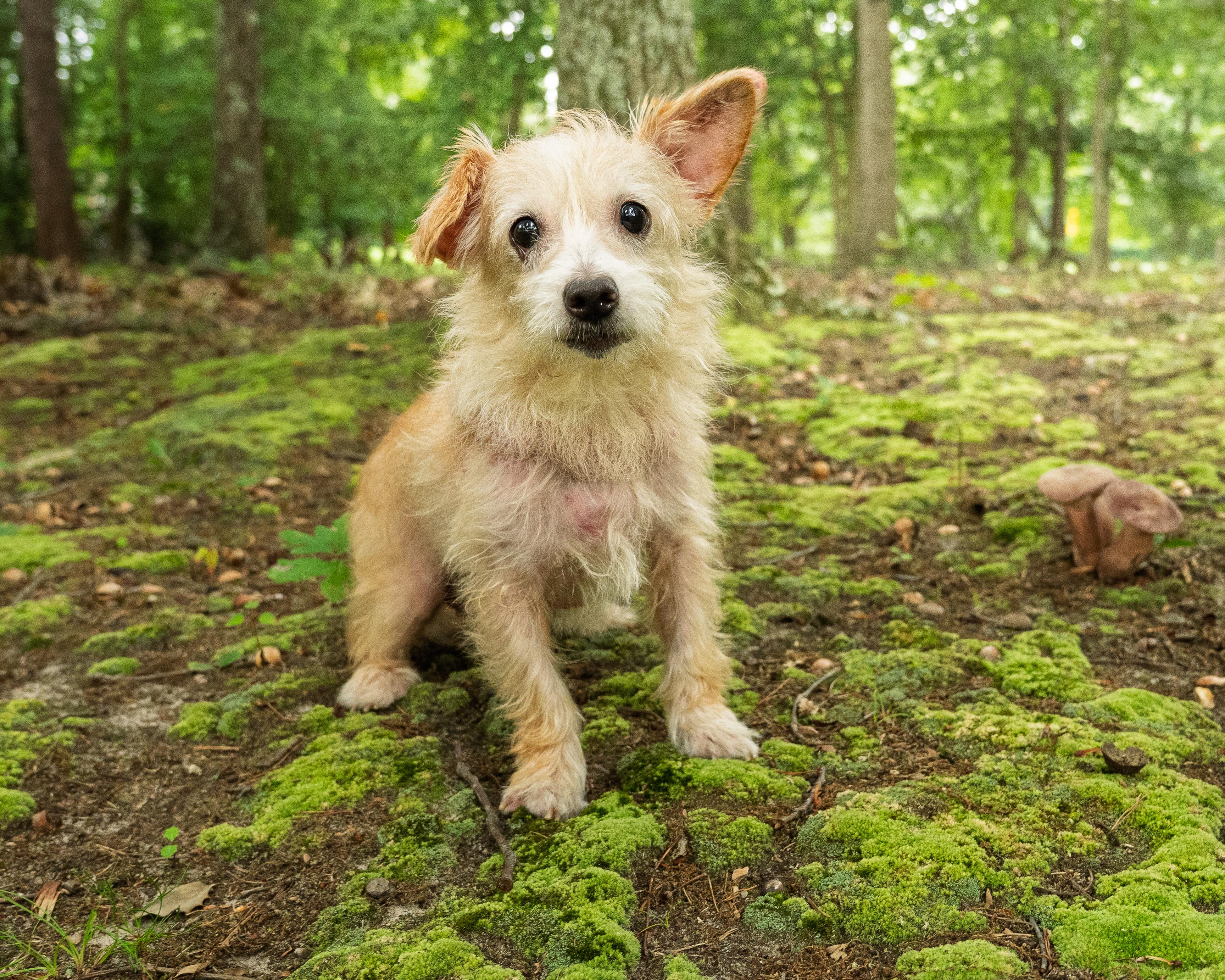 Enlarge Twinkie, a Adoptable mixed breed in Baldwin, MD image 2/2