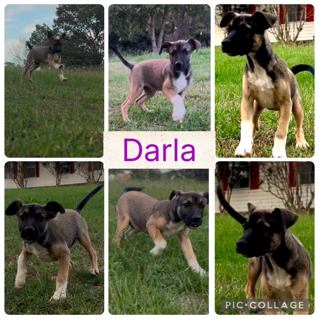 Darla - in Maine, Adoptable, Puppy Female Terrier.