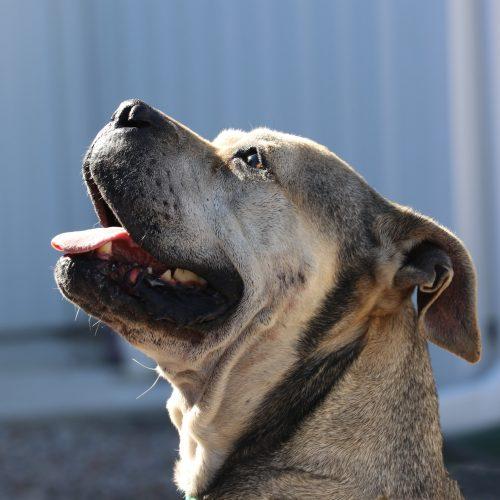 Julie, Adoptable, Senior Female Boxer & American Bulldog.