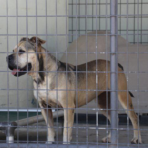 Julie, a Adoptable mixed breed in Dillon, MT image 2/5