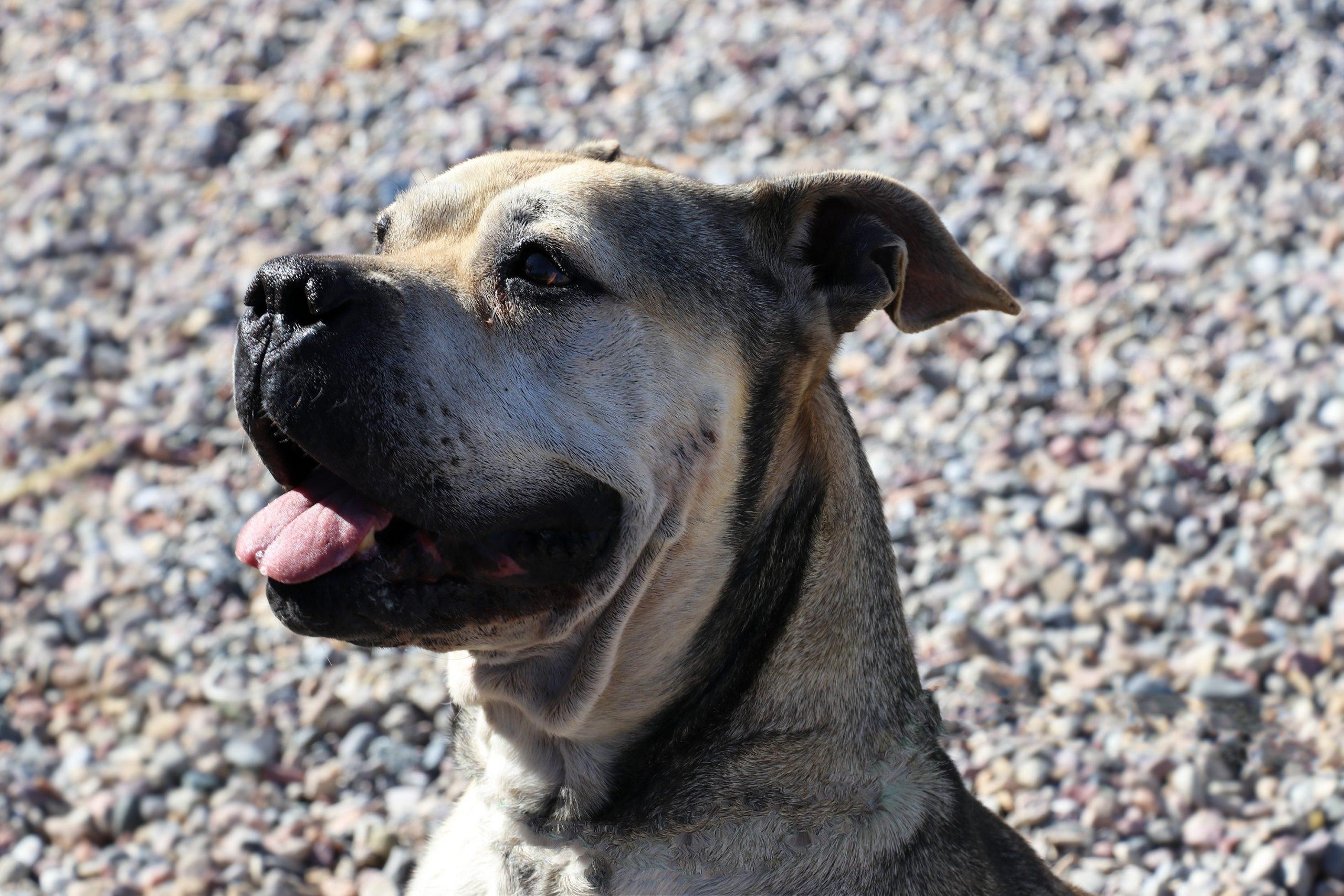 Julie, a Adoptable mixed breed in Dillon, MT image 3/5