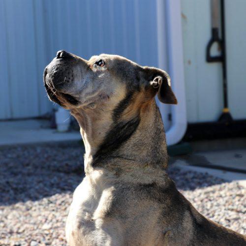 Julie, a Adoptable mixed breed in Dillon, MT image 4/5