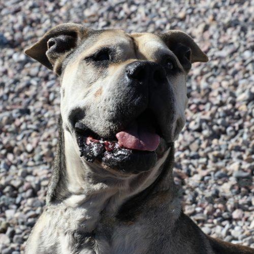 Julie, a Adoptable mixed breed in Dillon, MT image 5/5