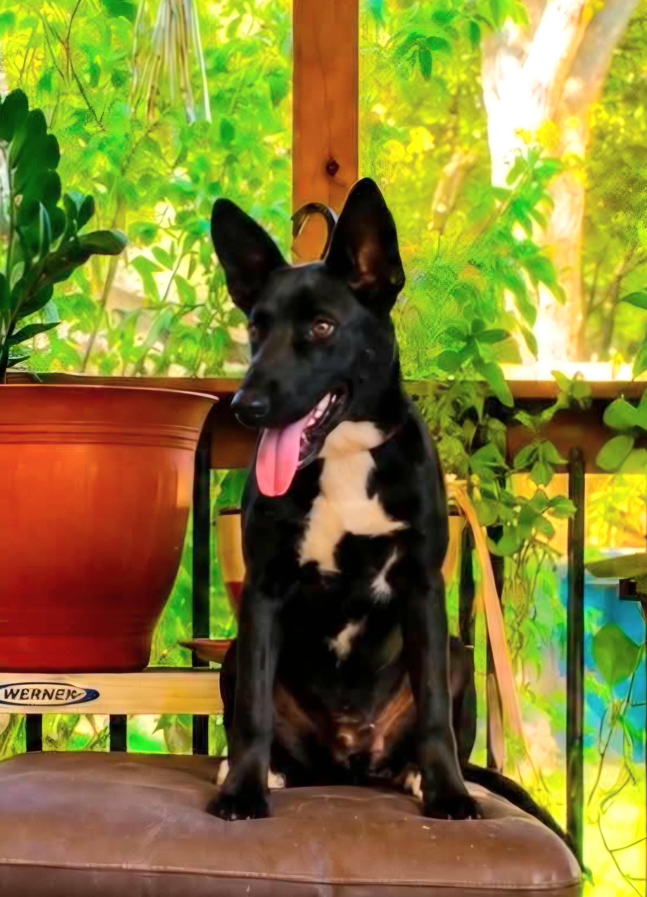 Cookie, Adoptable, Young Female German Shepherd Dog & Black Labrador Retriever.